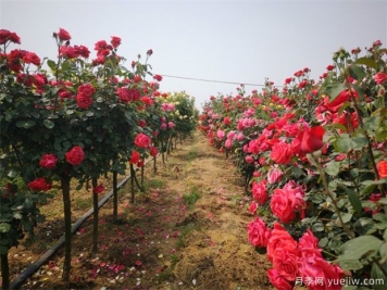 養(yǎng)花屆的新寵兒樹狀月季，月季樹如何養(yǎng)護？