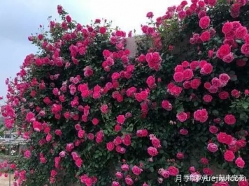 推薦6個顏值高好養(yǎng)護(hù)的藤本月季