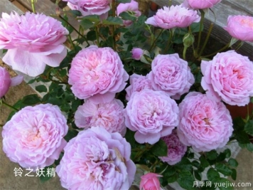 鈴之妖精為陽臺(tái)黨而生的一款微型月季花