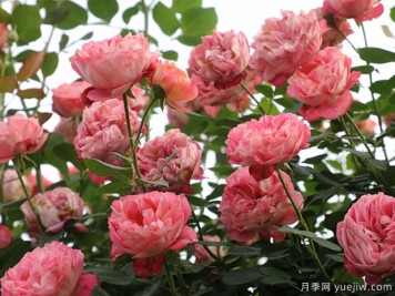 推薦5個(gè)抗病性強(qiáng)的藤本月季品種，新手輕松種植