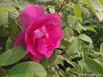 四季玫瑰的種植方法和養(yǎng)護(hù)要點