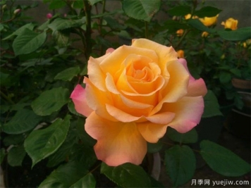 月季花的養(yǎng)殖方法，月季花栽培技術(shù)