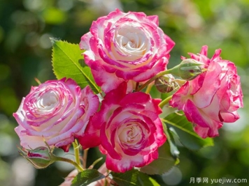 月季花種植詳細(xì)步驟，月季花種植注意事項