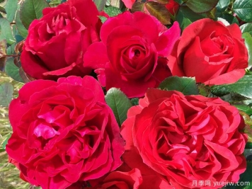 伏舊園之花月季