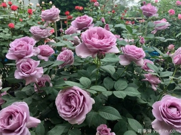 月季出現(xiàn)多芽點(diǎn)的原因？需要抹芽嗎？