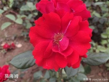莫海姆月季的種植方法知道嗎？