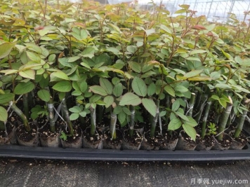 如何挑選優(yōu)質(zhì)月季花苗？這幾種月季苗交給你