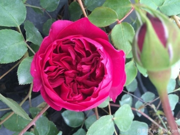 秋日胭脂月季介紹，花色豐富花型多變