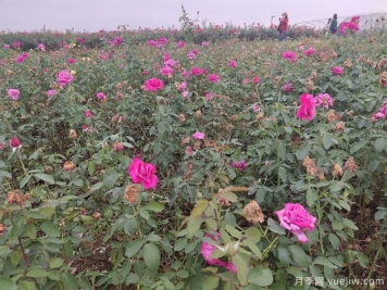 爬藤月季和薔薇有什么不同？哪個更漂亮？