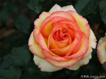 為什么很多人投資農(nóng)業(yè)林業(yè)失?。啃枰邆溥@三種能力