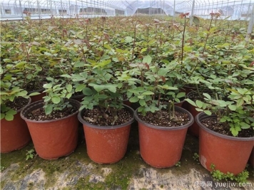 月季花苗選購技巧，早春買月季花苗注意事項