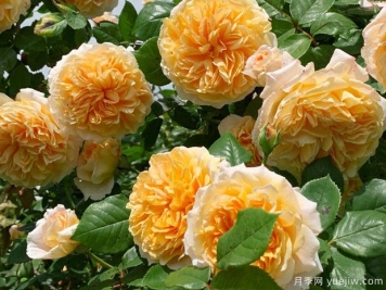 推薦8種藤本月季，抗病性強(qiáng)好養(yǎng)好看愛開花