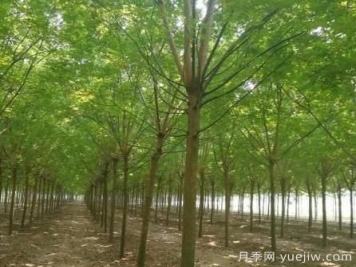 這幾種鄉(xiāng)土喬木銷量增加，價格上漲