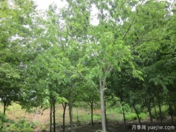 樸樹與櫸樹存在著哪些區(qū)別？