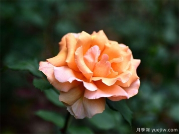 月季花的繁衍方法有哪些？快來(lái)看看吧