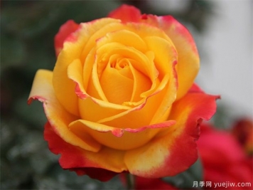 月季花如何保鮮？月季花的保存方法有哪些？