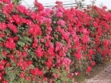 爬藤月季和薔薇哪個漂亮？區(qū)別和價格