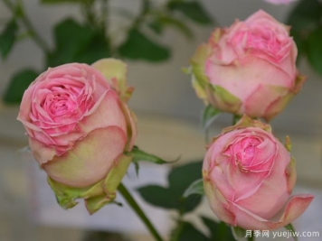 智慧女神月季的優(yōu)缺點(diǎn)是什么？