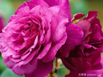 凱菲法賽特月季的優(yōu)缺點(diǎn)是什么？
