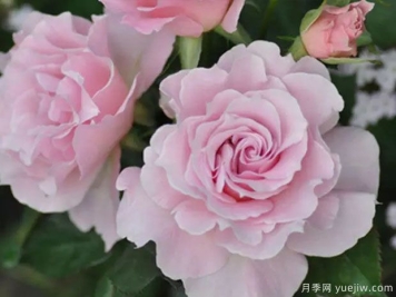 新娘月季的優(yōu)缺點(diǎn)是什么？