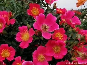 老祖宗留下的養(yǎng)花口訣，記住了，何愁花草長不旺！