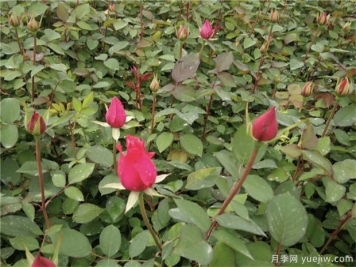 購買月季小苗時需要注意什么事項(xiàng)？