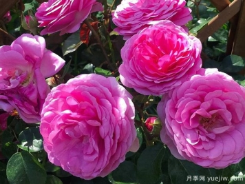 歐子安娜月季的優(yōu)缺點(diǎn)是什么？