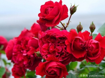 蒂娜VS紅龍VS玫瑰國度的天使，3款紅色藤本月季推薦