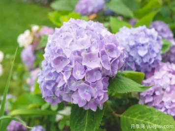 30種耐陰植物花卉，一點光照快速生長