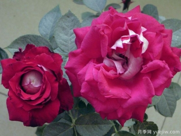 紅葡萄酒月季的優(yōu)缺點(diǎn)是什么？