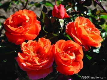 芒果陽臺月季的優(yōu)缺點是什么？