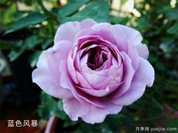 藍(lán)色風(fēng)暴月季，浪漫又好看，為什么難養(yǎng)呢？