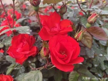 推薦8款豐花月季品種介紹，花滿枝頭，園林應(yīng)用花量多