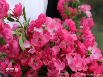 十大爬藤月季品種排名，工程和庭院的必備選擇