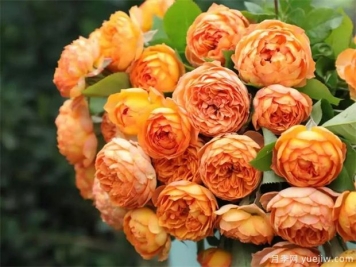 適合夏季養(yǎng)的藤本月季，推薦10個(gè)月季品種，開(kāi)花不斷
