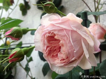 威廉莫里斯月季的優(yōu)缺點(diǎn)是什么？