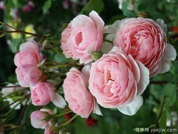 威廉莫里斯月季，靈動杏粉色，多季節(jié)開花