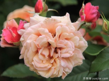 湯姆布朗月季的優(yōu)缺點是什么？