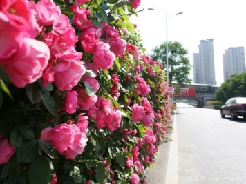 回首2021年花木產(chǎn)業(yè)那些事兒，創(chuàng)新永恒
