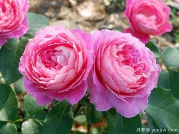 冬天養(yǎng)花一定要管住手，越勤快反而死得越快！