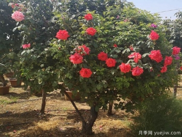 庭院種樹是不是越大越好？不是如此
