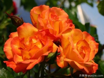食醋養(yǎng)花卉妙處有三個(gè)，長(zhǎng)勢(shì)旺花多色艷