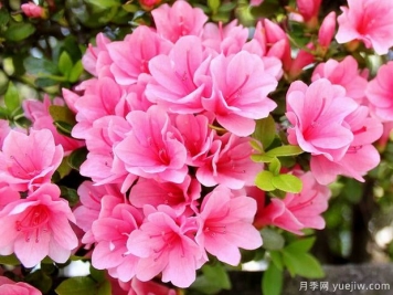 杜鵑花，介紹與養(yǎng)護小知識