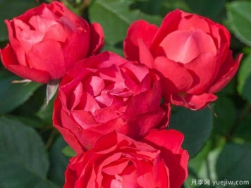 推薦4款適合室內(nèi)養(yǎng)的月季，勤花易打理