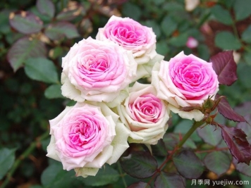 推薦8個花期超長的月季，適合陽臺種植長期賞花
