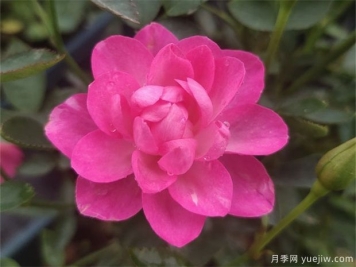 天荷月季的養(yǎng)殖方法，天荷繁星怎么養(yǎng)殖