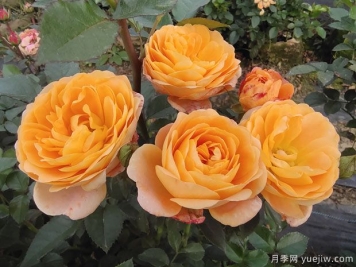果汁陽(yáng)臺(tái)月季好養(yǎng)嗎？一年開(kāi)幾次花？