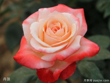 玫瑰月季薔薇傻傻分不清，只要3個方法一眼就認出來