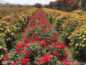 灌木球，月季花球，為景觀設(shè)計(jì)畫(huà)龍點(diǎn)睛