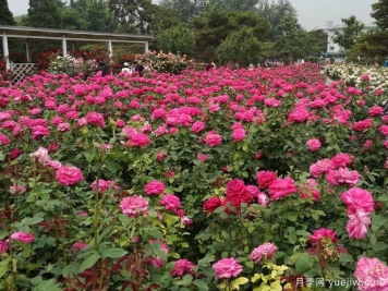 路邊月季沒人管瘋狂開花，家里的月季卻蔫不拉幾？